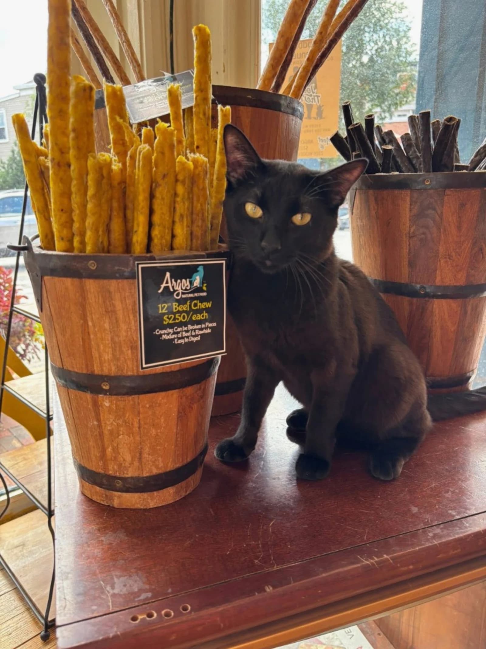 Rescue cat waiting for a foster or forever home