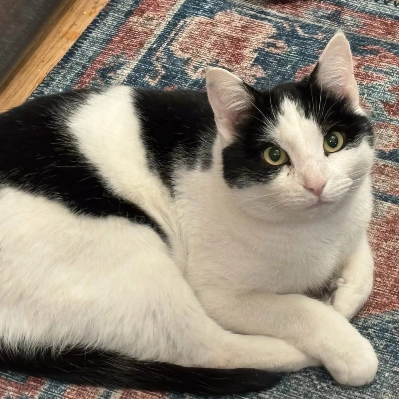 Adoptable rescue cat in foster care with Ohio Hound Rescue